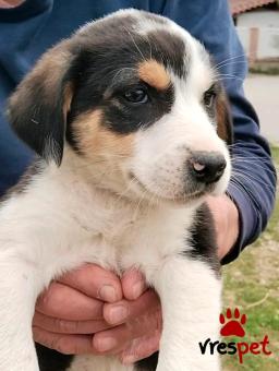 Ράτσα: Άγνωστο - Ημίαιμο | Ηλικία: 2 μηνών | Φύλο: Θηλυκό | Αρ. Microchip: - | Περιοχή: Κιλκίς, Μακεδονία