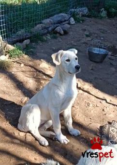 Ράτσα: Άγνωστο - Ημίαιμο | Ηλικία: 4 μηνών | Φύλο: Θηλυκό | Αρ. Microchip: 0000000 | Περιοχή: Κορδελιό Εύοσμος, Θεσσαλονίκη