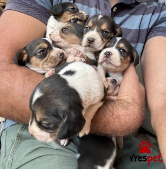 Ράτσα: Μπίγκλ - Beagle | Ηλικία: 2 μηνών | Φύλο: Αρσενικό | Αρ. Microchip: 963002000114567 | Ιδιώτης | Περιοχή: Δωδώνη, Ήπειρος
