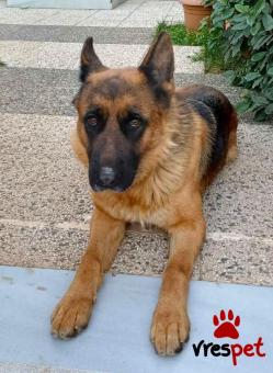 Ράτσα: Γερμανικός ποιμενικός Αλσατίας | Ηλικία: 3 ετών | Φύλο: Θηλυκό | Αρ. Microchip: 1111111111111111 | Περιοχή: Νεάπολη Συκεές, Θεσσαλονίκη