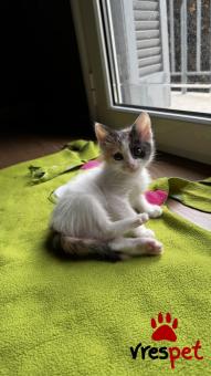 Ράτσα: Άγνωστο - Ημίαιμο | Ηλικία: 2 μηνών | Φύλο: Θηλυκό | Αρ. Microchip: - | Περιοχή: Νέα Σμύρνη, Αττική