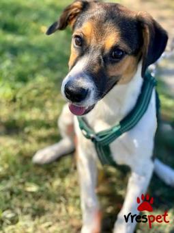 Ράτσα: Άγνωστο - Ημίαιμο | Ηλικία: 1 έτους | Φύλο: Αρσενικό | Αρ. Microchip: - | Περιοχή: Κιλκίς, Μακεδονία