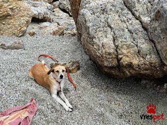 Ράτσα: Άγνωστο - Ημίαιμο | Ηλικία: 3 ετών | Φύλο: Αρσενικό | Αρ. Microchip: 900164004187880 | Ιδιώτης | Ημίαιμο | Περιοχή: Καλύβια Θορικού, Αττική
