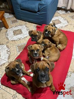 Ράτσα: Μπόξερ - Boxer | Ηλικία: 3 μηνών | Φύλο: Αρσενικό | Αρ. Microchip: 985176009870055 | Ιδιώτης | Εκπαιδευμένο | Pedigree | Περιοχή: Αθήνα, Αττική