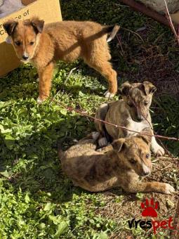 Ράτσα: Άγνωστο - Ημίαιμο | Ηλικία: 2 μηνών | Φύλο: Αρσενικό | Αρ. Microchip: 0000000 | Περιοχή: Κορδελιό Εύοσμος, Θεσσαλονίκη