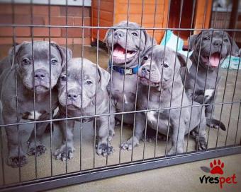 Ράτσα: Μπουλ τεριέ - Bull terrier | Ηλικία: 3 μηνών | Φύλο: Θηλυκό | Αρ. Microchip: 341009454323 | Ιδιώτης | Περιοχή: Αττική