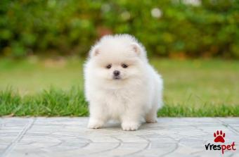 Ράτσα: Πομεράνιαν - Pomeranian | Ηλικία: 3 μηνών | Φύλο: Αρσενικό | Αρ. Microchip: 904789407890370 | Ιδιώτης | Εκπαιδευμένο | Pedigree | Περιοχή: Αθήνα, Αττική