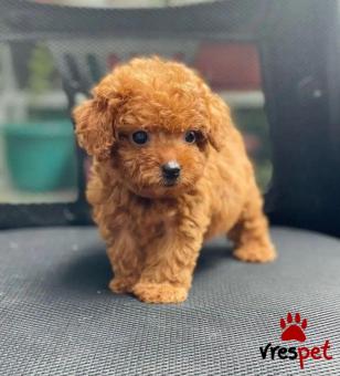 Ράτσα: Κανίς Βερικοκί - Caniche apricot | Ηλικία: 2,5 μηνών | Φύλο: Αρσενικό | Αρ. Microchip: 908220430201104 | Ιδιώτης | Εκπαιδευμένο | Pedigree | Περιοχή: Αθήνα, Αττική