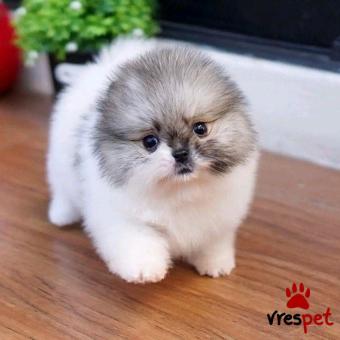 Ράτσα: Πομεράνιαν - Pomeranian | Ηλικία: 3 μηνών | Φύλο: Αρσενικό | Αρ. Microchip: 900123456789123 | Ιδιώτης | Εκπαιδευμένο | Pedigree | Περιοχή: Αθήνα, Αττική