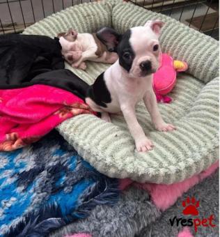 Ράτσα: Τεριέ Βοστόνης - Boston terrier | Ηλικία: 2,5 μηνών | Φύλο: Αρσενικό | Αρ. Microchip: 9745876430226 | Ιδιώτης | Εκπαιδευμένο | Pedigree | Περιοχή: Αττική