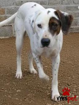 Ράτσα: Άγνωστο - Ημίαιμο | Ηλικία: 1 έτους | Φύλο: Αρσενικό | Αρ. Microchip: - | Περιοχή: Κιλκίς, Μακεδονία