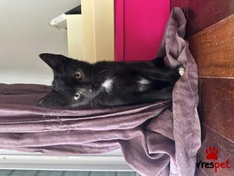 Ράτσα: Άγνωστο - Ημίαιμο | Ηλικία: 2,5 μηνών | Φύλο: Αρσενικό | Αρ. Microchip: - | Περιοχή: Λυκόβρυση Πεύκη, Αττική