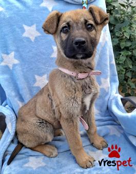 Ράτσα: Βελγικός Ποιμενικός Μαλινουά - Belgian Malinois | Ηλικία: 3 μηνών | Φύλο: Θηλυκό | Αρ. Microchip: 0 | Ημίαιμο | Περιοχή: Γλυφάδα, Αττική