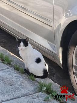 Ράτσα: Άγνωστο - Ημίαιμο | Ηλικία: 5 μηνών | Φύλο: Θηλυκό | Αρ. Microchip: 000000000000000000000 | Ημίαιμο | Περιοχή: Χαϊδάρι, Αττική