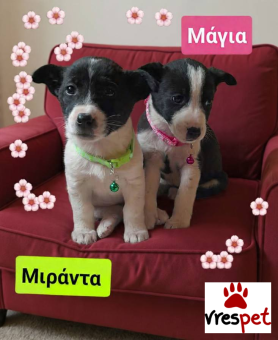 Ράτσα: Άγνωστο - Ημίαιμο | Ηλικία: 2 μηνών | Φύλο: Θηλυκό | Αρ. Microchip: 990000014587458 | Ημίαιμο | Περιοχή: Λαυρεωτική, Αττική