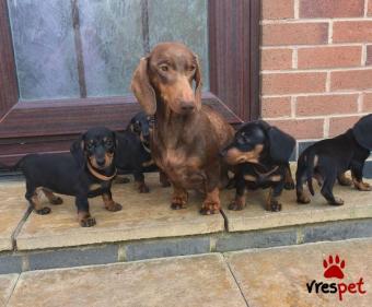 Ράτσα: Ντάτς χάουντ - Dach hound | Ηλικία: 2,5 μηνών | Φύλο: Θηλυκό | Αρ. Microchip: 9900215432778 | Ιδιώτης | Εκπαιδευμένο | Pedigree | Περιοχή: Αττική