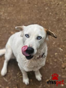 Ράτσα: Άγνωστο - Ημίαιμο | Ηλικία: 5+ | Φύλο: Θηλυκό | Αρ. Microchip: . | Περιοχή: Νέα Σμύρνη, Αττική