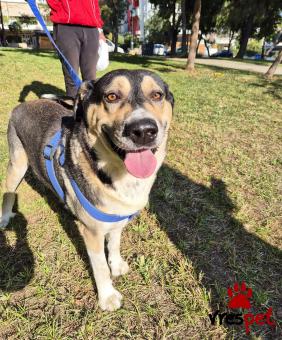 Ράτσα: Άγνωστο - Ημίαιμο | Ηλικία: 3 ετών | Φύλο: Αρσενικό | Αρ. Microchip: 2567819902 | Περιοχή: Αγιά Παρασκευή, Αττική