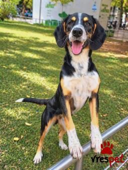 Ράτσα: Μπίγκλ - Beagle | Ηλικία: 1 έτους | Φύλο: Αρσενικό | Αρ. Microchip: 0 | Ημίαιμο | Περιοχή: Γλυφάδα, Αττική