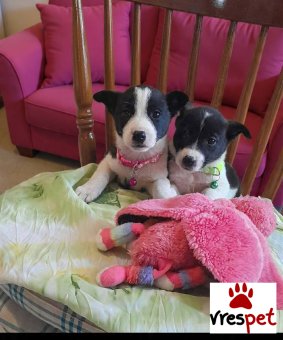 Ράτσα: Άλλη Ράτσα | Ηλικία: 2 μηνών | Φύλο: Θηλυκό | Αρ. Microchip: 9012362545478 | Ημίαιμο | Περιοχή: Λαυρεωτική, Αττική