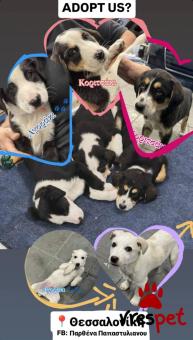 Ράτσα: Άγνωστο - Ημίαιμο | Ηλικία: 3 μηνών | Φύλο: Θηλυκό | Αρ. Microchip: 0000000 | Περιοχή: Κορδελιό Εύοσμος, Θεσσαλονίκη