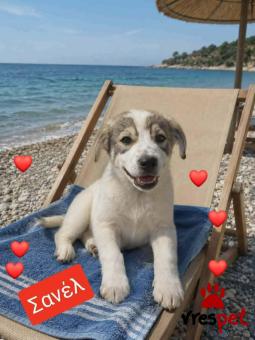 Ράτσα: Λαμπραντόρ - Labrador | Ηλικία: 2,5 μηνών | Φύλο: Θηλυκό | Αρ. Microchip: 990000014587458 | Ημίαιμο | Περιοχή: Λαυρεωτική, Αττική