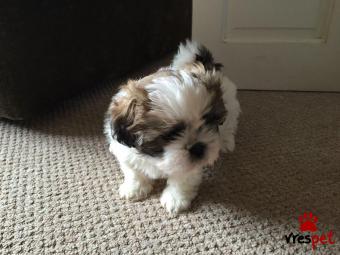 Ράτσα: Σιχ Τσού - Shih Tzu | Ηλικία: 3 μηνών | Φύλο: Θηλυκό | Αρ. Microchip: 90281090029002 | Ιδιώτης | Εκπαιδευμένο | Pedigree | Περιοχή: Αθήνα, Αττική