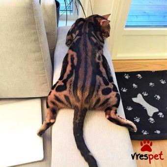 Ράτσα: Άγνωστο - Ημίαιμο | Ηλικία: 3 μηνών | Φύλο: Αρσενικό | Αρ. Microchip: 985113003970055 | Ιδιώτης | Pedigree | Περιοχή: Αθήνα, Αττική