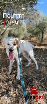 Ράτσα: Άγνωστο - Ημίαιμο | Ηλικία: 1 έτους | Φύλο: Αρσενικό | Αρ. Microchip: 00 | Περιοχή: Κως, Δωδεκάνησα