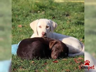 Ράτσα: Λαμπραντόρ - Labrador | Ηλικία: 3 μηνών | Φύλο: Αρσενικό | Αρ. Microchip: 6376383738383 | Περιοχή: Αττική