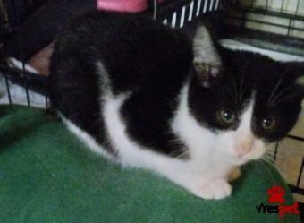 Ράτσα: Άγνωστο - Ημίαιμο | Ηλικία: 3 μηνών | Φύλο: Θηλυκό | Αρ. Microchip: 000000000000000000000 | Ημίαιμο | Περιοχή: Χαϊδάρι, Αττική