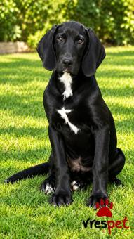 Ράτσα: Λαμπραντόρ - Labrador | Ηλικία: 6 μηνών | Φύλο: Αρσενικό | Αρ. Microchip: 0 | Περιοχή: Γλυφάδα, Αττική