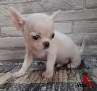 Ράτσα: Τσιχουάουα - Chihuahua | Ηλικία: 2,5 μηνών | Φύλο: Θηλυκό | Αρ. Microchip: 902201800389020 | Ιδιώτης | Εκπαιδευμένο | Pedigree | Περιοχή: Αθήνα, Αττική