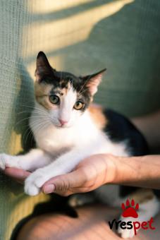 Ράτσα: Άγνωστο - Ημίαιμο | Ηλικία: 5 μηνών | Φύλο: Θηλυκό | Αρ. Microchip: - | Περιοχή: Νέα Σμύρνη, Αττική