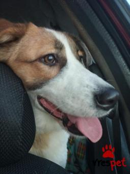 Ράτσα: Κόλι - Collie | Ηλικία: 1 έτους | Φύλο: Θηλυκό | Αρ. Microchip: 900021576802354 | Ημίαιμο | Περιοχή: Χαϊδάρι, Αττική