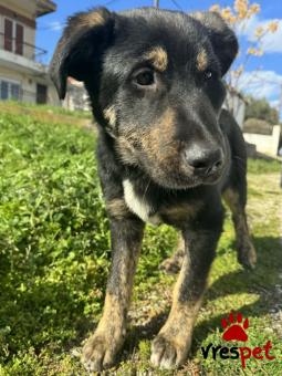 Ράτσα: Άγνωστο - Ημίαιμο | Ηλικία: 6 μηνών | Φύλο: Αρσενικό | Αρ. Microchip: - | Περιοχή: Κιλκίς, Μακεδονία