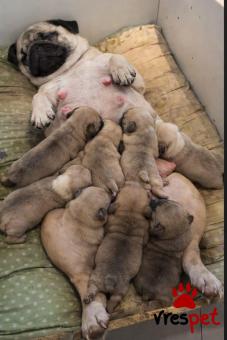 Ράτσα: Πάγκ - Pug | Ηλικία: 3 μηνών | Φύλο: Θηλυκό | Αρ. Microchip: 985113999734721 | Ιδιώτης | Εκπαιδευμένο | Pedigree | Περιοχή: Αθήνα, Αττική