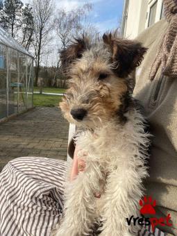 Ράτσα: Φοξ τεριέ - Fox terrier | Ηλικία: 3 μηνών | Φύλο: Θηλυκό | Αρ. Microchip: 985113009876933 | Ιδιώτης | Εκπαιδευμένο | Pedigree | Περιοχή: Αθήνα, Αττική