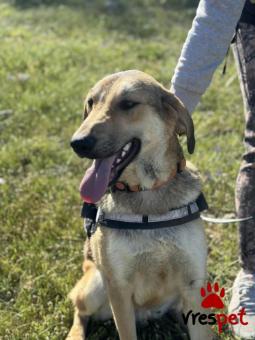 Ράτσα: Άγνωστο - Ημίαιμο | Ηλικία: 2 ετών | Φύλο: Αρσενικό | Αρ. Microchip: 00000000000000 | Περιοχή: Κορωπί, Αττική