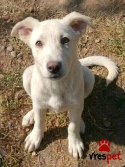 Ράτσα: Άγνωστο - Ημίαιμο | Ηλικία: 4 μηνών | Φύλο: Θηλυκό | Αρ. Microchip: - | Περιοχή: Κιλκίς, Μακεδονία