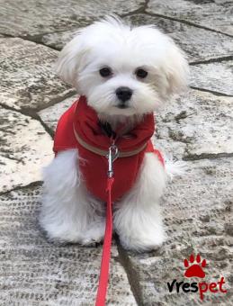 Ράτσα: Μαλτέζ - Maltese | Ηλικία: 5+ | Φύλο: Αρσενικό | Αρ. Microchip: 900079000628220 | Για ζευγάρωμα | Pedigree | Περιοχή: Νέα Ερυθραία, Αττική
