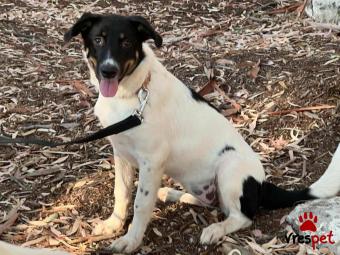 Ράτσα: Άγνωστο - Ημίαιμο | Ηλικία: 7 μηνών | Φύλο: Θηλυκό | Αρ. Microchip: - | Περιοχή: Νέα Σμύρνη, Αττική