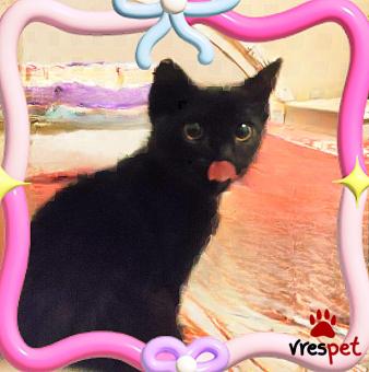 Ράτσα: Γάτα του Αιγαίου | Ηλικία: 3 μηνών | Φύλο: Θηλυκό | Αρ. Microchip: 00000000000 | Ιδιώτης | Περιοχή: Θεσσαλονίκη, Θεσσαλονίκη