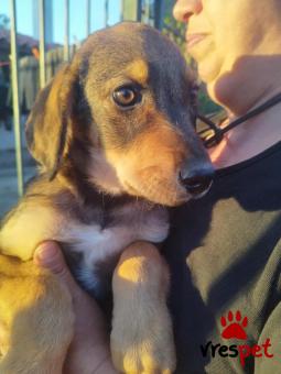 Ράτσα: Άγνωστο - Ημίαιμο | Ηλικία: 3 μηνών | Φύλο: Αρσενικό | Αρ. Microchip: 000000000000008 | Περιοχή: Καλύβια Θορικού, Αττική