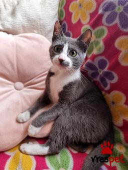 Ράτσα: Ρωσική Μπλε | Ηλικία: 6 μηνών | Φύλο: Θηλυκό | Αρ. Microchip: 90009823202541 | Περιοχή: Ελευσίνα, Αττική