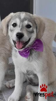 Ράτσα: Λαμπραντόρ - Labrador | Ηλικία: 3 μηνών | Φύλο: Θηλυκό | Αρ. Microchip: 9012362545478 | Ημίαιμο | Περιοχή: Λαυρεωτική, Αττική