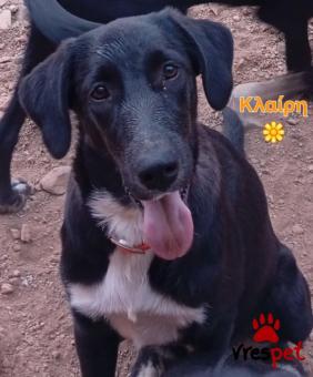 Ράτσα: Άγνωστο - Ημίαιμο | Ηλικία: 8 μηνών | Φύλο: Αρσενικό | Αρ. Microchip: 000000000000000000000 | Ημίαιμο | Περιοχή: Χαϊδάρι, Αττική