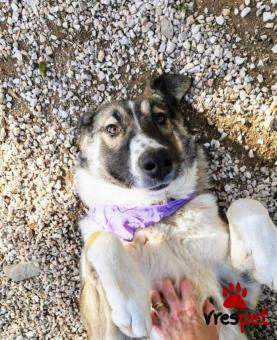 Ράτσα: Άλλη Ράτσα | Ηλικία: 1 έτους | Φύλο: Θηλυκό | Αρ. Microchip: 000000000000000 | Περιοχή: Κορωπί, Αττική