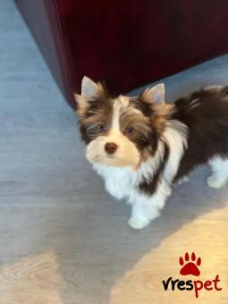 Ράτσα: Γιόρκσάϊρ τεριέ - Yorkshire Terrier | Ηλικία: 2 μηνών | Φύλο: Αρσενικό | Αρ. Microchip: 775489797969 | Εκπαιδευμένο | Περιοχή: Αθήνα, Αττική