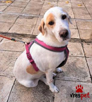 Ράτσα: Άγνωστο - Ημίαιμο | Ηλικία: 5+ | Φύλο: Αρσενικό | Αρ. Microchip: 0 | Ημίαιμο | Περιοχή: Γλυφάδα, Αττική